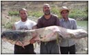 iranfishing.net