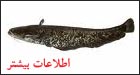 اطلاعات بیشتر از اسبله ماهیان
